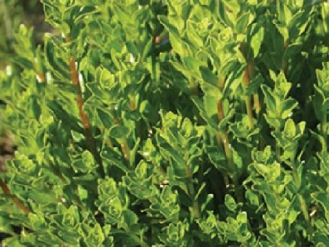 Buchu Leaf - Agathosma betulina