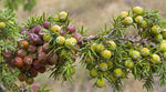 Cade - Prickly Juniper (rectified) - Juniperus oxycedrus