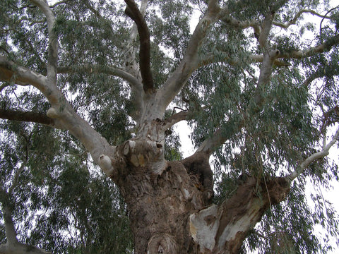 Eucalyptus - River Red Gum - Eucalyptus camaldulensis