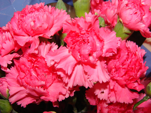 Carnation Absolute - Dianthus caryophyllus