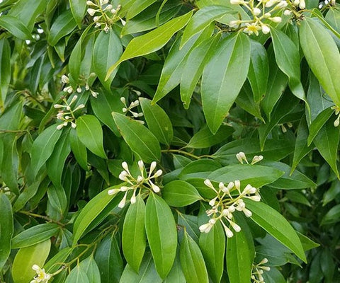 Cassia Bark - Chinese Cinnamon - Cinnamomum cassia