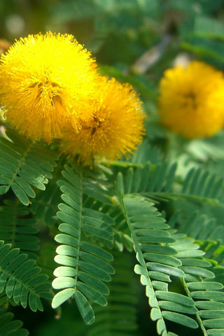 Sweet Acacia Absolute - Cassie Absolute - Acacia farnesiana