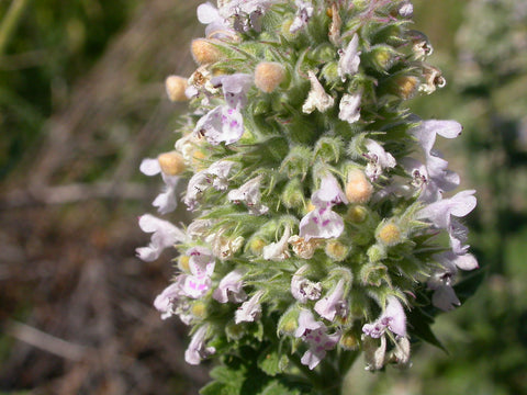 Catnip - Nepeta cataria