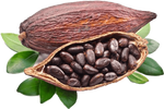 Cocoa Nut Butter - Organic - Unrefined - Theobroma Cacao