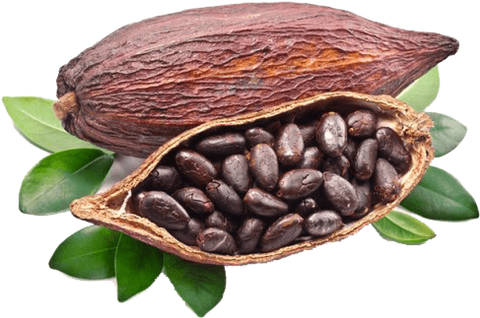 Cocoa Nut Butter - Organic - Unrefined - Theobroma Cacao