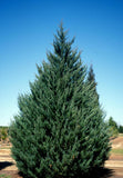 Cedarwood Hydrosol - Juniperus virginiana