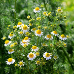 Chamomile, Aloe Vera & Seaweed Foot Lotion or Cream