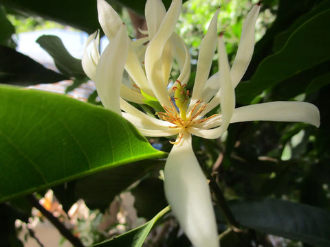 White Champaca Magnolia Hydrosol - Michelia alba Hydrosol
