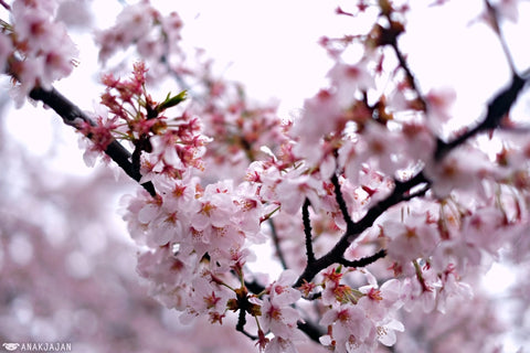 Cherry Blossom Absolute - Sakura - Prunus serrulata