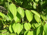 Cinnamon Leaf & Orange Foot Cream or Lotion