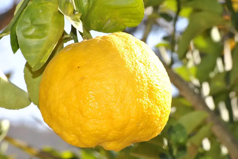 Citron di Salo - Roman Citron - Citrus medica