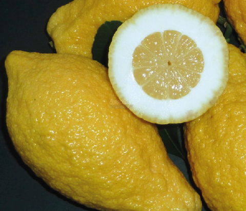 Citron - Cedrat - Citrus medica