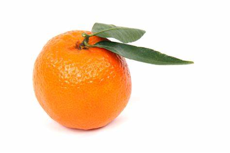 Clementine - Citrus clementina