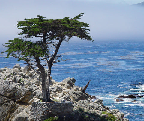 Blue Cypress - Coastal Cypress Pine - Callitris columellaris
