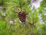 Coastal Pine - Sea Pine - Pinus pinaster