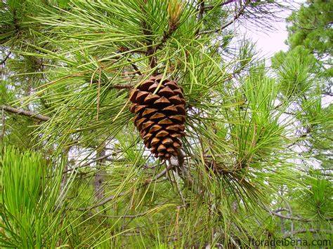 Coastal Pine - Sea Pine - Pinus pinaster
