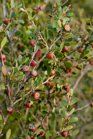 Tasmanian Coastal Tea-Tree - Leptospermum laevigatum