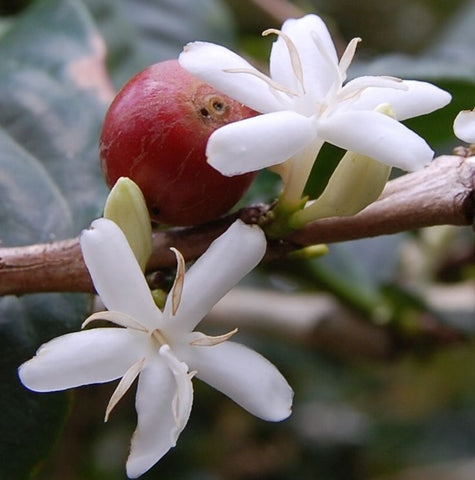 Coffee Blossom Hydrosol - Coffea arabica Hydrosol