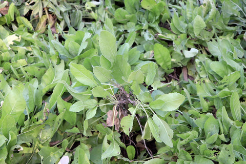 Costmary - Chrysanthemum balsamita