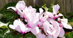 Cyclamen Absolute - Cyclamen persicum