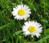 Daisy Hydrosol - Bellis perennis Hydrosol