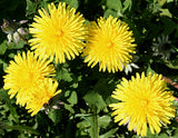Dandelion Hydrosol - Taraxacum officinale Hydrosol