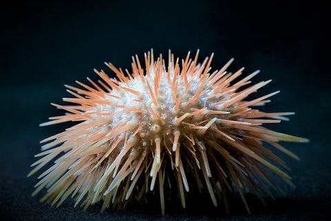 Echinus Absolute - Pink Sea Urchin - Echinus tylodes