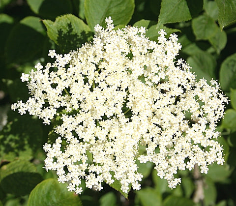 Elderflower Absolute - Sambucus nigra