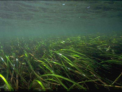 Organic Emerald Sea Grass - Dwarf Eelgrass - Zostera noltii