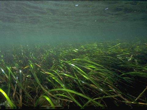 Organic Emerald Sea Grass - Dwarf Eelgrass - Zostera noltii