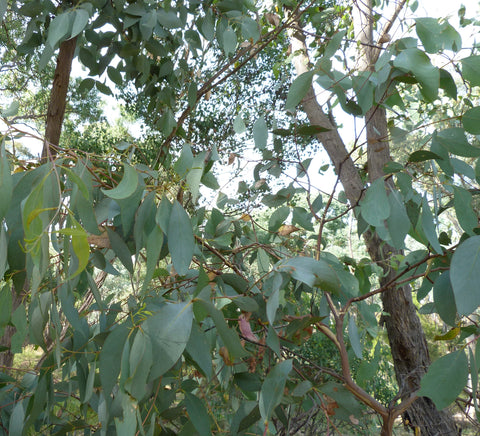 Eucalyptus Broad Leaf Peppermint - Eucalyptus dives