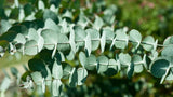 Spearmint & Eucalyptus Blue Gum Foot Cream or Lotion