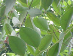 Eucalyptus - Blue Gum - Eucalyptus globulus