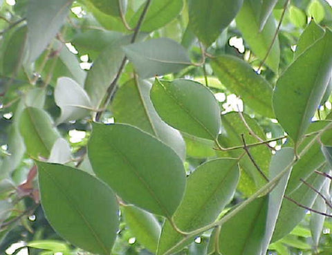 Eucalyptus - Blue Gum - Eucalyptus globulus