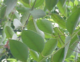 Eucalyptus Blue Gum Hydrosol - Eucalyptus globulus Hydrosol