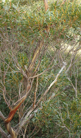 Eucalyptus Ironbark Peppermint - Blackbutt Peppermint - Eucalyptus smithi