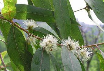 Eucalyptus Camden Woolybutt - Eucalyptus macarthurri