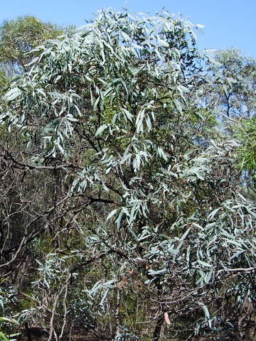 Eucalyptus Blue Leaved Mallee - Eucalyptus polybracta