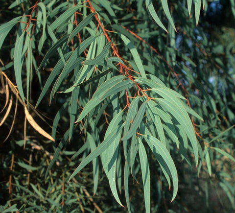 Eucalyptus Narrow Leaf - Eucalyptus Australiana - Eucalyptus radiata