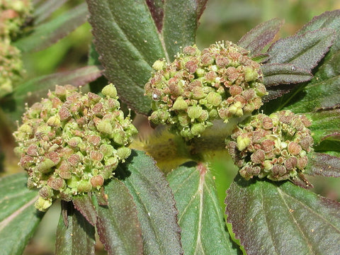 Euphorbia - Euphorbia pucherrima