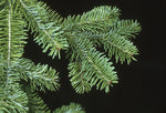 Canadian Fir Balsam - Abies balsamea