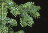 Canadian Fir Balsam Hydrosol - Abies balsamea