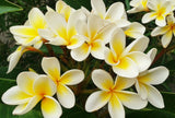 Frangipani Hydrosol - Plumeria alba Hydrosol