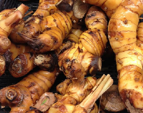 Galangal - Greater Galangal - Alpina officinarum