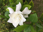 Gardenia Absolute - Gardenia grandiflora