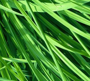 Gingergrass - Sofia - Cymbopogon martinii var sofia