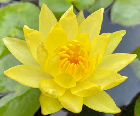 Golden Water Lily Absolute - Nymphaea mexicana
