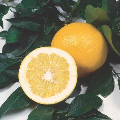 White Grapefruit Hydrosol - Citrus racemosa Hydrosol