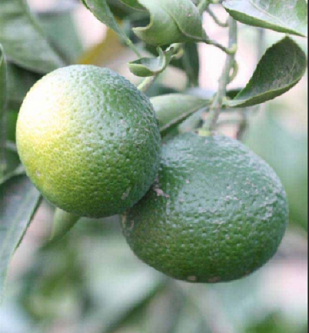 Green Mandarin - Citrus reticulata