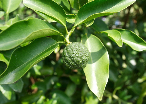 Green Yuzu - Citrus junos